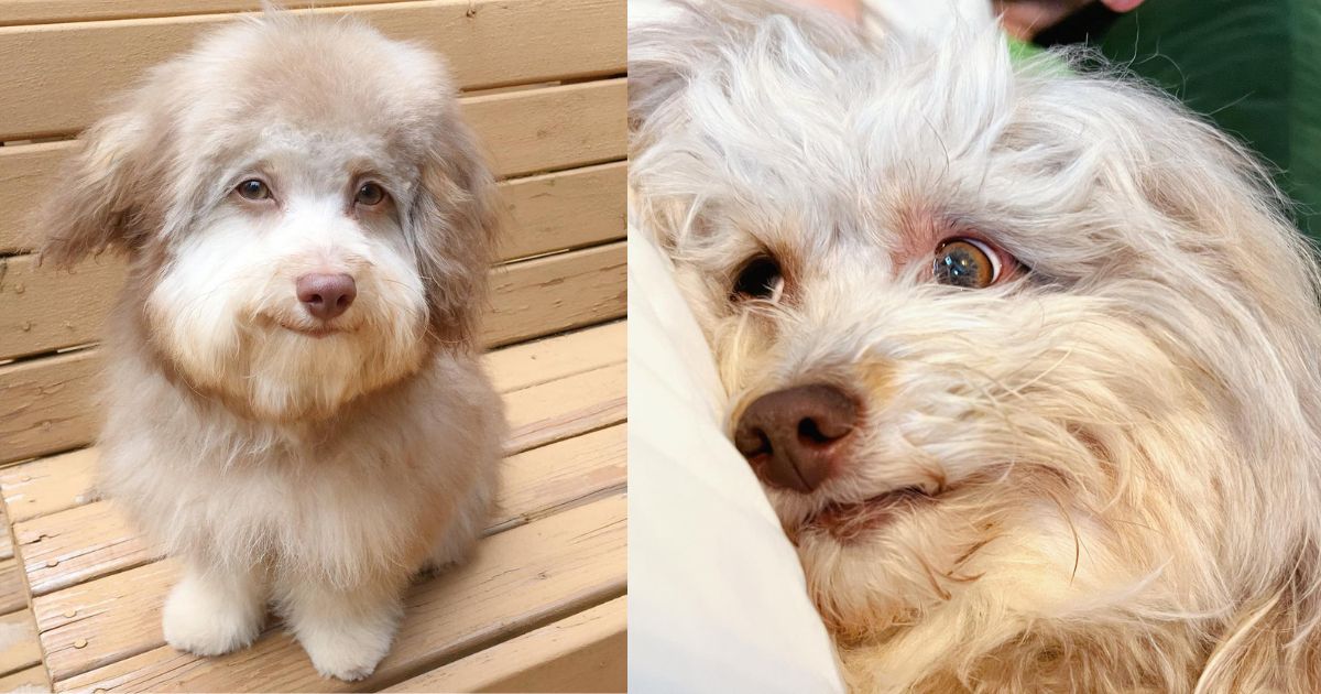 LOOK Pet dog trends for his noticeably ‘humanlike’ features